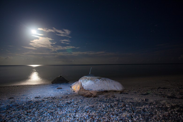 Loggerhead sea turtle crawling across a sandy beach toward the ocean at night under a full moon in South Florida.
