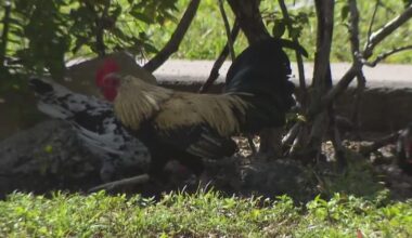 Hialeah doctor alarmed, calling for investigation after dead chickens found outside medical office building