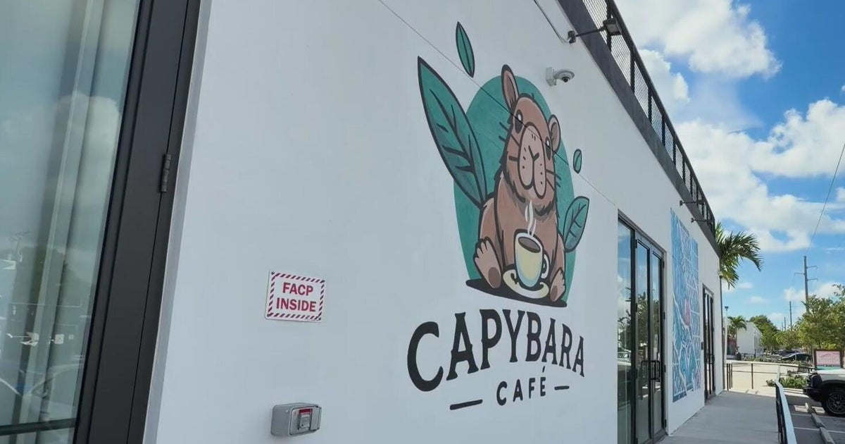 Fort Lauderdale's new Capybara Cafe draws PETA calls for closure as city cites owner's home
