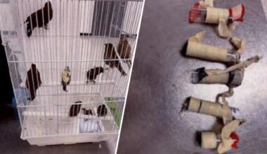 Man returning from Cuba arrested at MIA after smuggling 10 birds in underwear, complaint says – NBC 6 South Florida