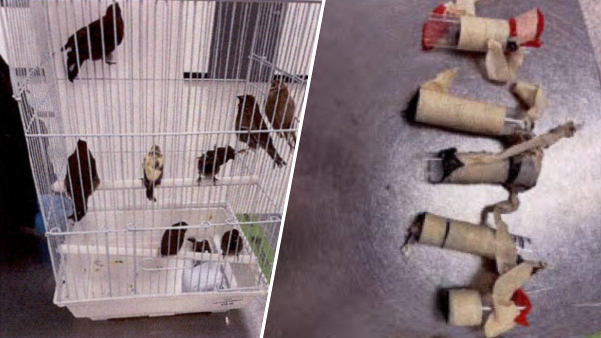 Man returning from Cuba arrested at MIA after smuggling 10 birds in underwear, complaint says – NBC 6 South Florida