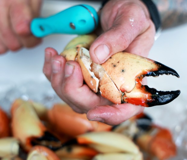 Brad Phillips, chef and owner of Even Keel restaurant in Lauderdale-By-The-Sea, cracks freshly delivered stone crabs for sale on Friday, Oct. 16, 2026. (Carline Jean/South Florida Sun Sentinel)
