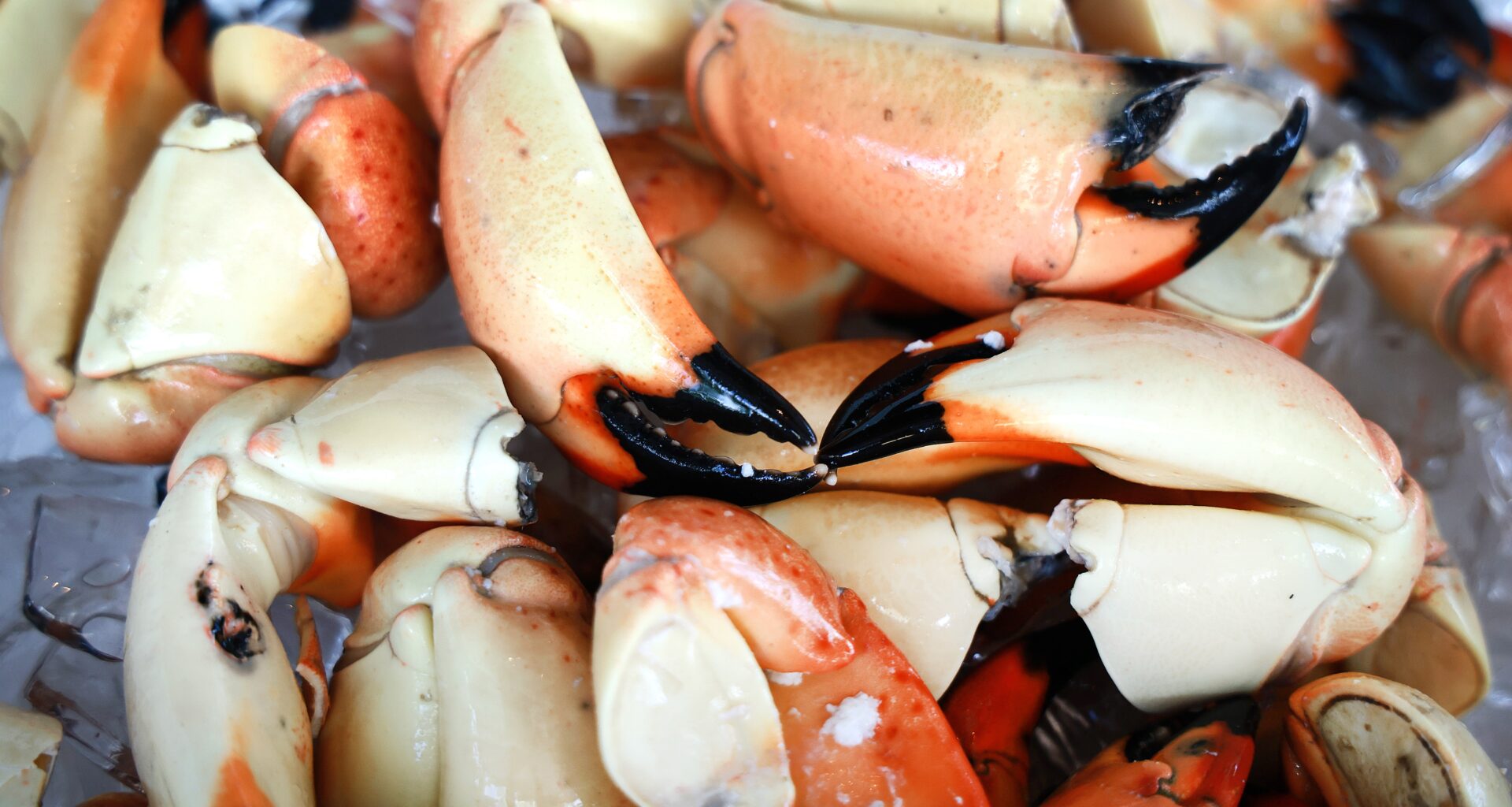 Here's how much Florida stone crabs cost as 2026-27 season kicks off