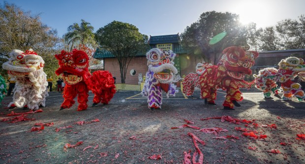 Orlando's Chinese legacyLions dance during the celebration of the Lunar New Year of the Fire Horse at the Wah Lum Kung Fu Temple in Orlando in February. The temple has been a staple of the Chinese community in Central Florida for nearly 50 years. (Orlando Sentinel file)