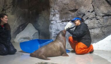 Orphaned walrus calf finds new home at SeaWorld Orlando