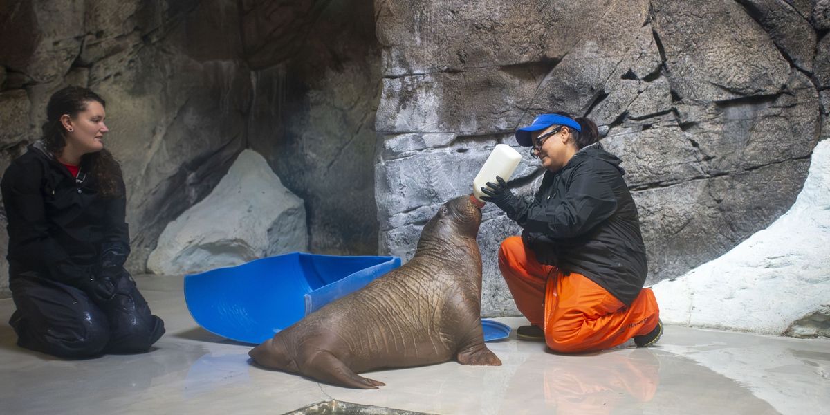 Orphaned walrus calf finds new home at SeaWorld Orlando