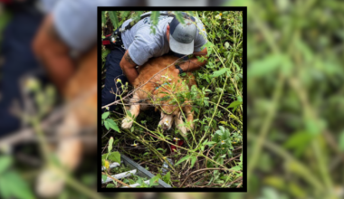 Tallahassee firefighters rescue golden retriever stuck in ditch