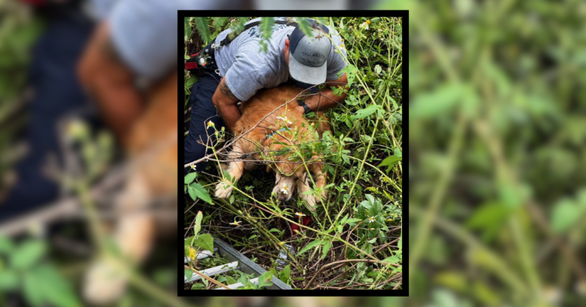 Tallahassee firefighters rescue golden retriever stuck in ditch