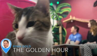 The Golden Hour: A trip back to Tally Cat Cafe
