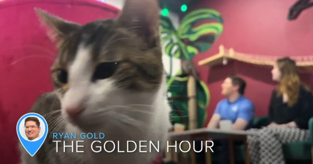 The Golden Hour: A trip back to Tally Cat Cafe