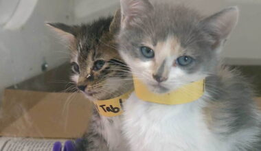 More than 120 cats found in Port St. Lucie home
