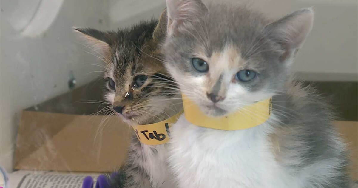 More than 120 cats found in Port St. Lucie home