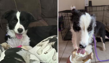Rescued dogs find new homes in animal hoarding case