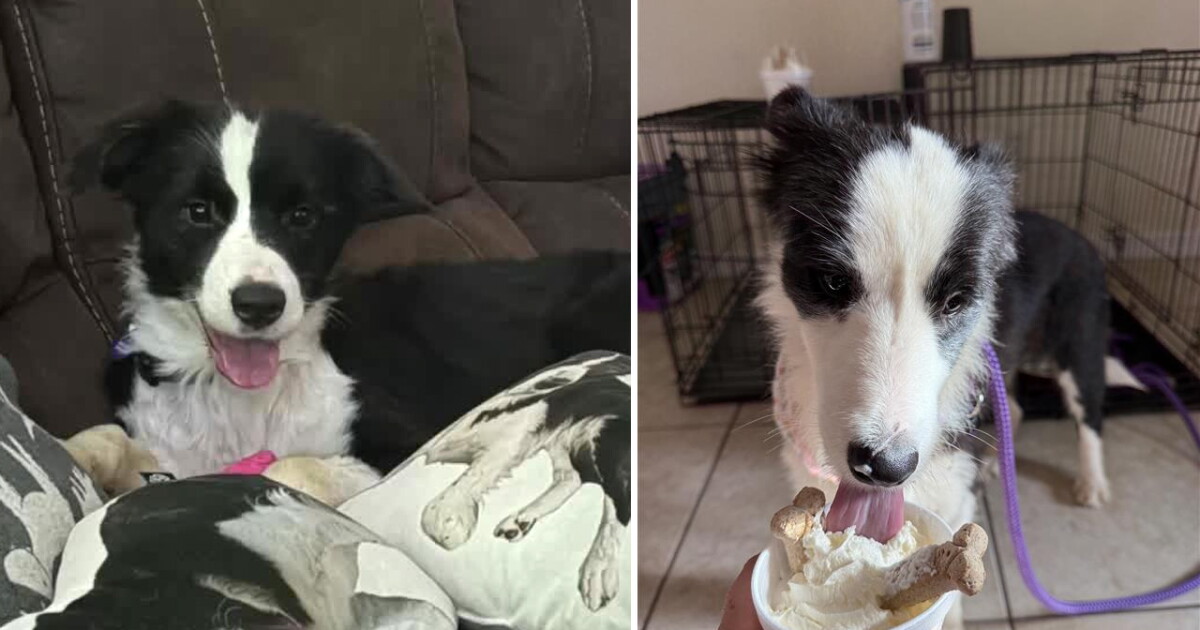 Rescued dogs find new homes in animal hoarding case