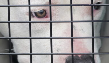 Jefferson County aims to cracks down on animal cruelty