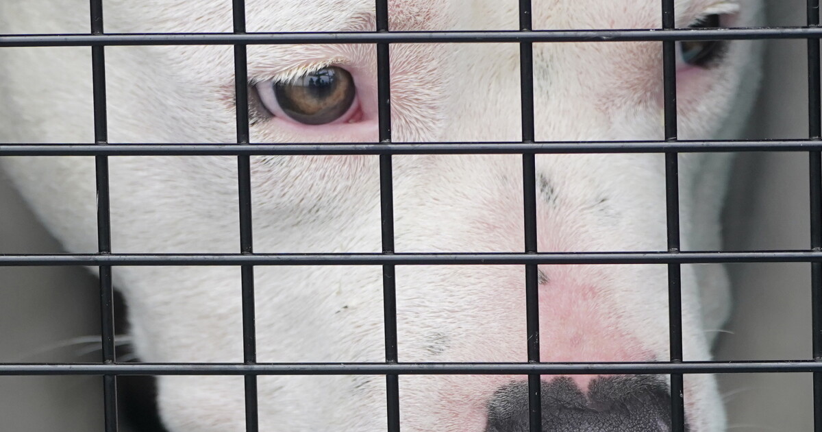 Jefferson County aims to cracks down on animal cruelty