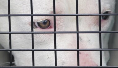 City of Miami wants to crack down on animal cruelty with bigger fines