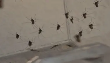 Tampa Bay area's dengue problems continue, but fall-like weather offers hope