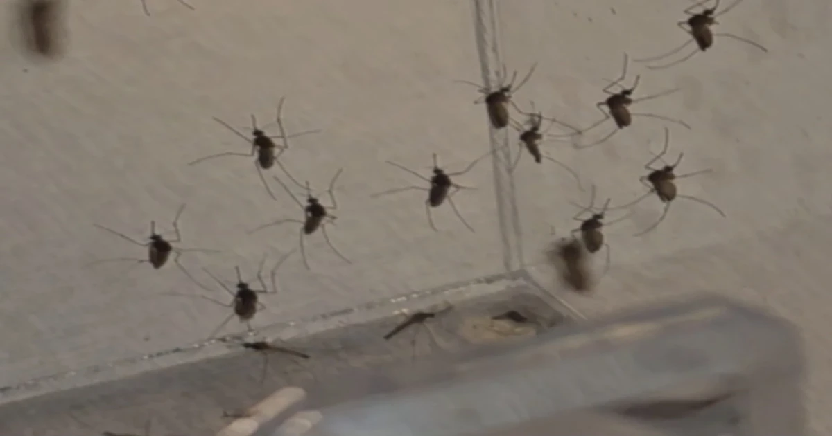 Tampa Bay area's dengue problems continue, but fall-like weather offers hope