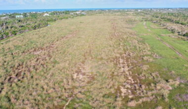 Storm surge flood control, drought, suspect in drying up some Sanibel Island wetlands | WGCU News