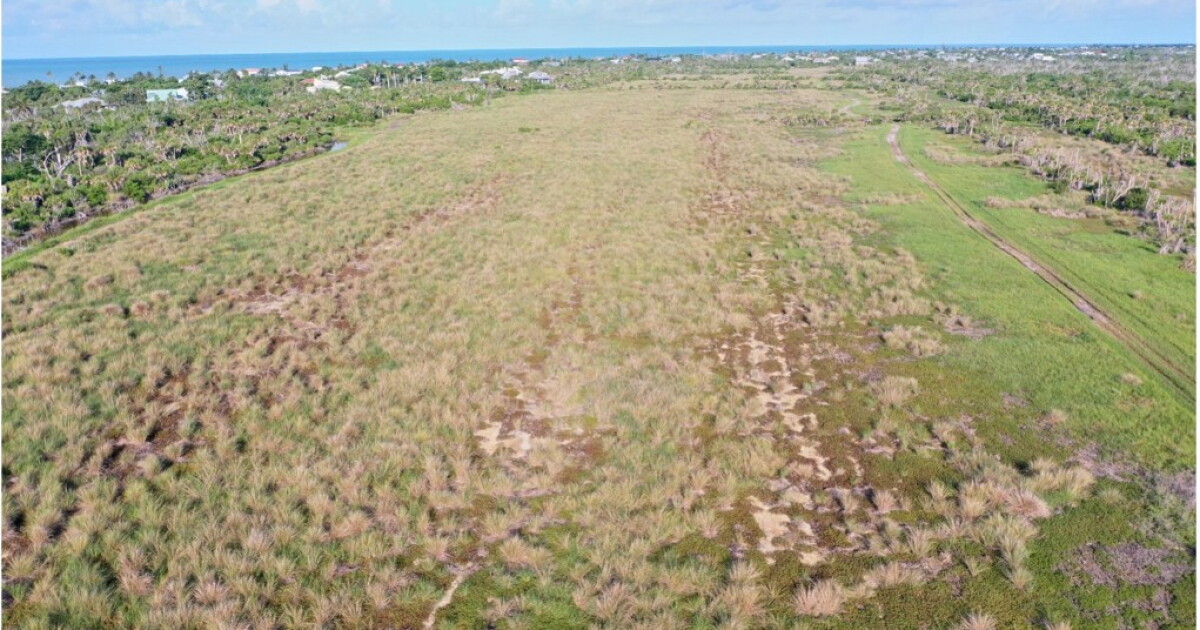 Storm surge flood control, drought, suspect in drying up some Sanibel Island wetlands | WGCU News