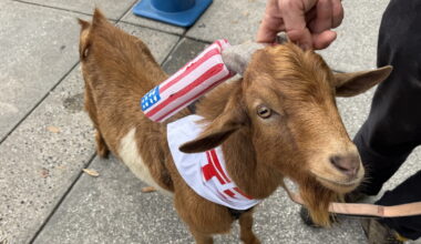 Goat to Vote: SPC students' try to get young people to the polls | WGCU News