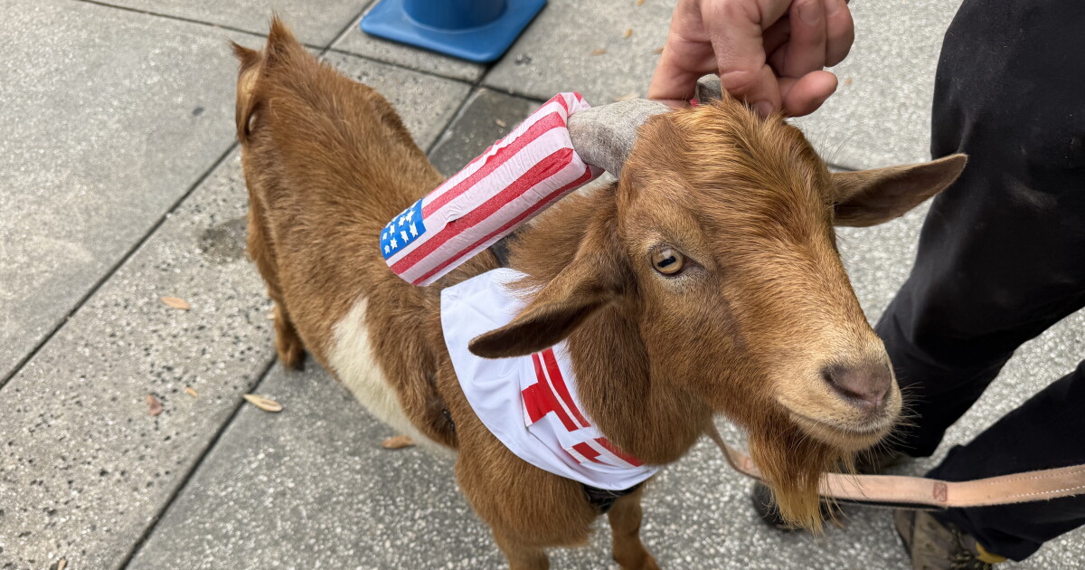 Goat to Vote: SPC students' try to get young people to the polls | WGCU News