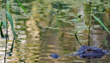 Fisherman, 71, attacked and killed by 12-foot alligator alongside Florida lake