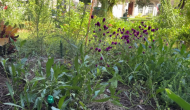 Tampa offers homeowners up to $3,000 in rebates to replace grass with native plants: Here's how to cash in