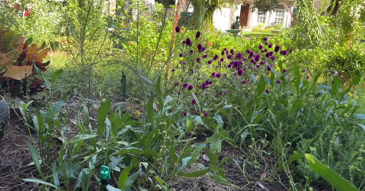 Tampa offers homeowners up to $3,000 in rebates to replace grass with native plants: Here's how to cash in