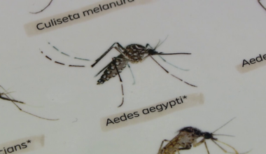 USF professors build smart mosquito trap to fight disease like dengue