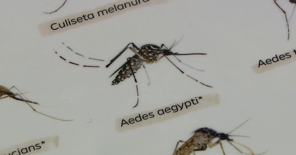 USF professors build smart mosquito trap to fight disease like dengue
