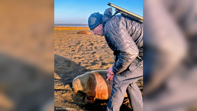 Wildlife biologist tending to Annautaq.