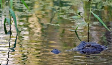 Fisherman, 71, attacked and killed by 12-foot alligator alongside Florida lake