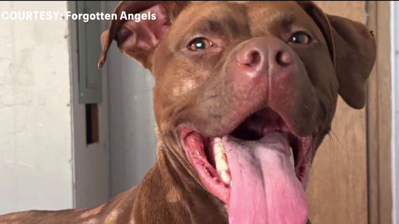 Largo man loses home, dog in fire