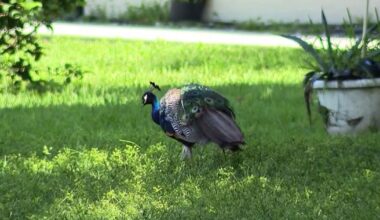 Peacocks spark neighborhood dispute over property damage in Casselberry
