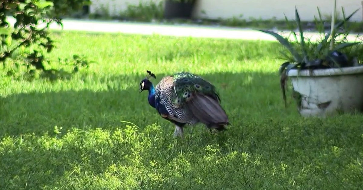 Peacocks spark neighborhood dispute over property damage in Casselberry