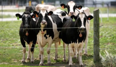 Kinderhook farm hosting NYC students for National Farm to School Month