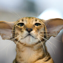 An Oriental Shorthair cat waits to be evaluated by a judge during the FIFe World Show Romania 2025, the world's largest cat event, held in a different country every year, which brought together more than 1000 cats from over 30 countries, in Bucharest, Romania, Saturday, Oct. 25, 2025. Photo: Andreea Alexandru/AP
