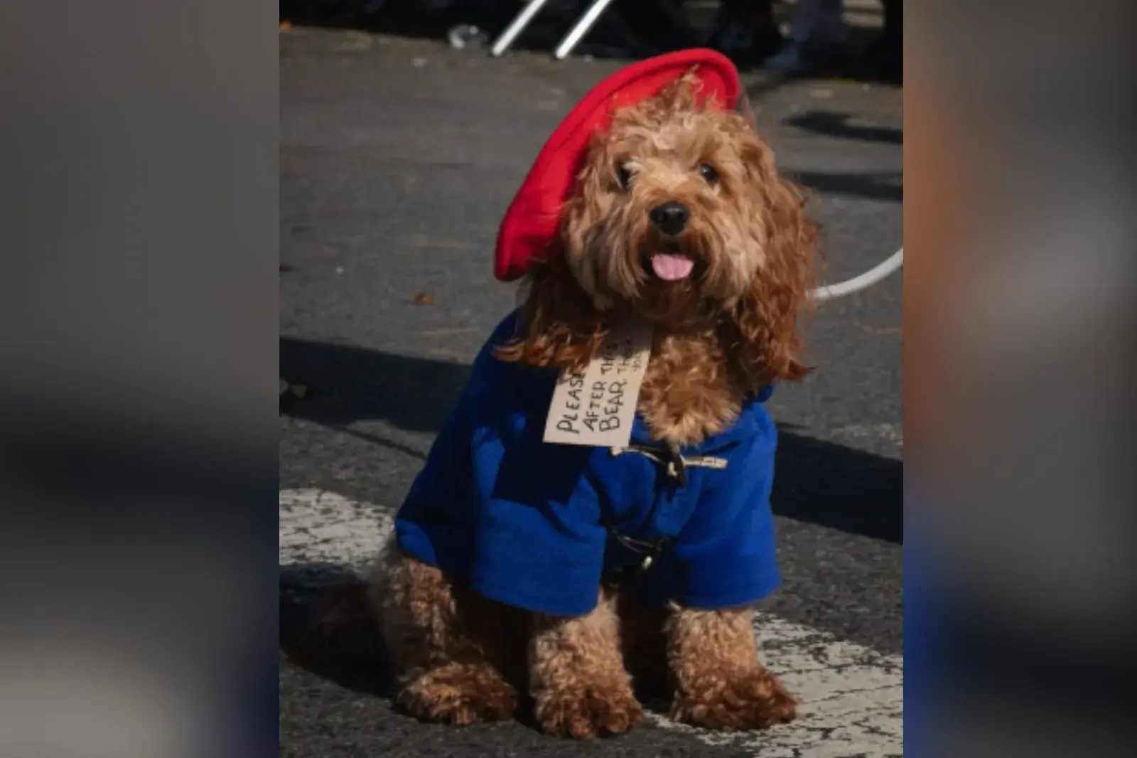 Dog dressed in costume