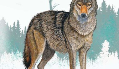 It's Debatable: Hunting coyotes - Adirondack Almanack