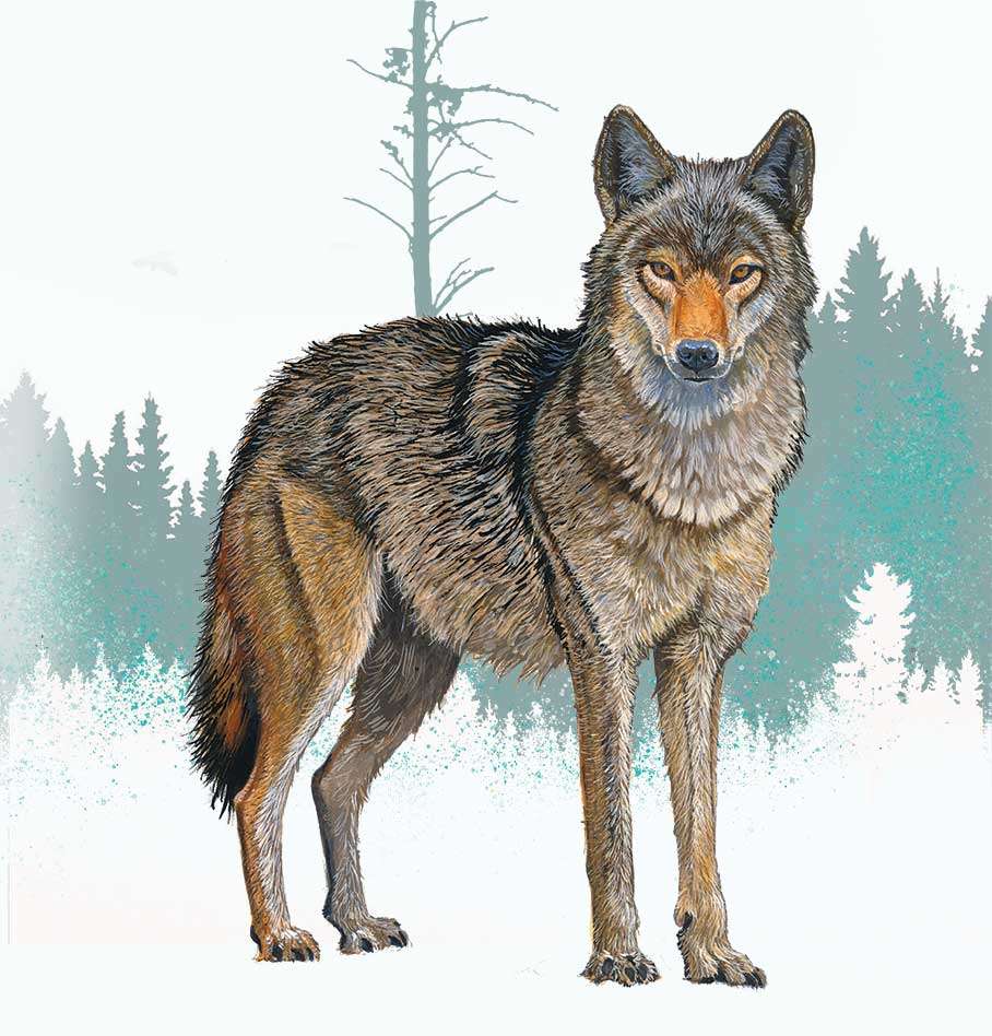 It's Debatable: Hunting coyotes - Adirondack Almanack