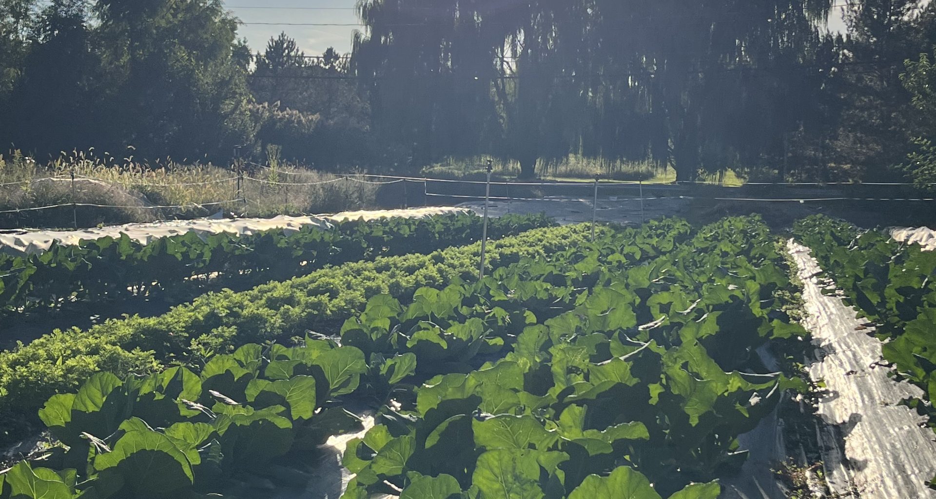 Apples may get all the glory, but cabbage remains foundational to New York agriculture