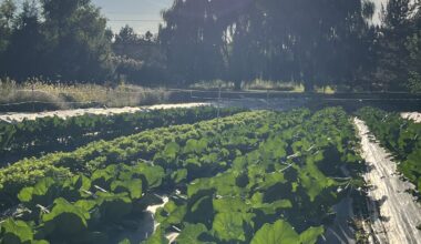 Apples may get all the glory, but cabbage remains foundational to New York agriculture