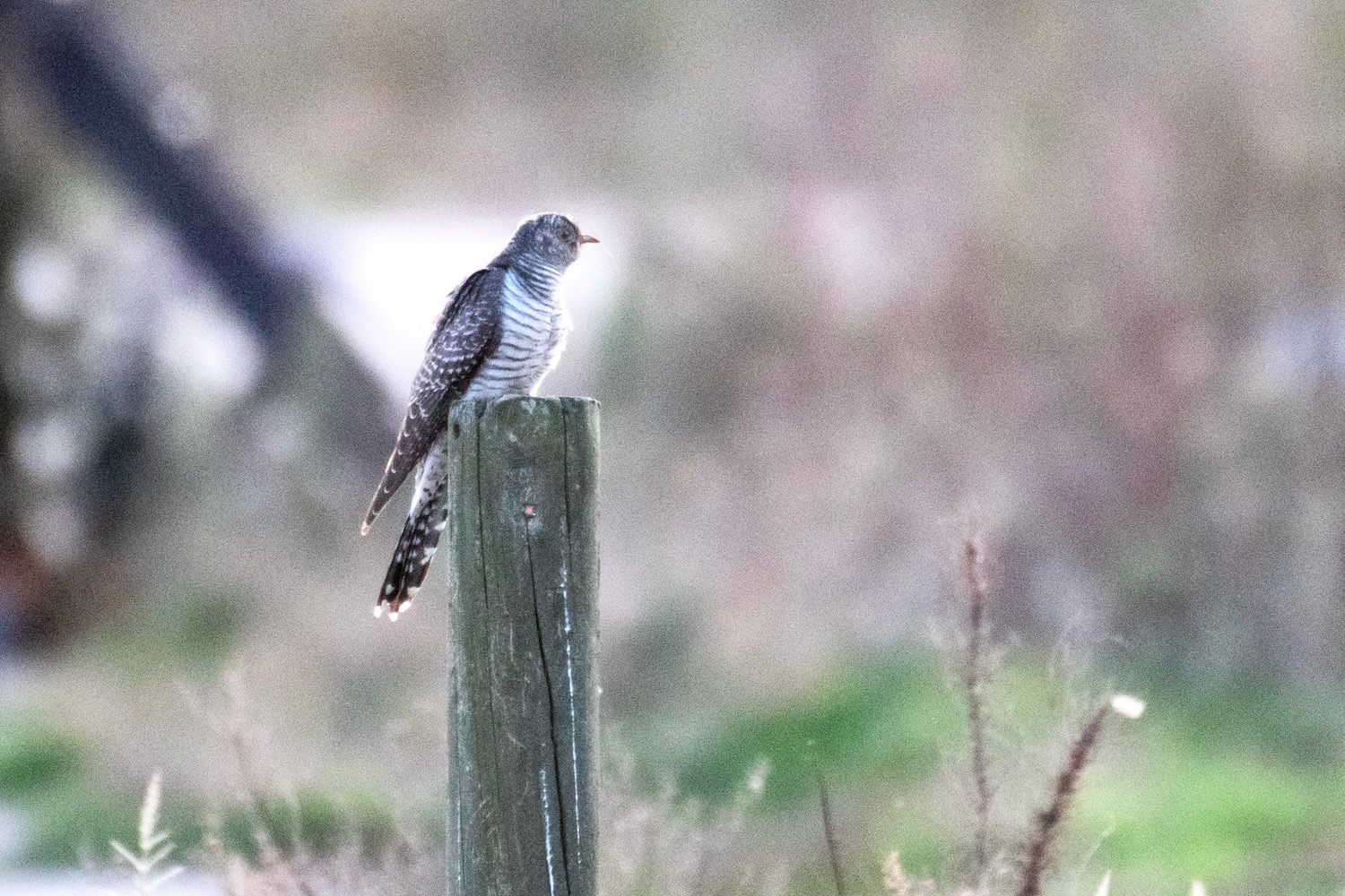 Common Cuckoo a Birding First in New York State