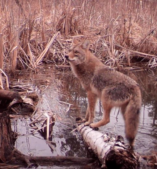 coyote photographed by local trail cam