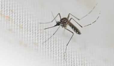 Locally acquired chikungunya virus case confirmed in New York, health officials say. Here's what we know.