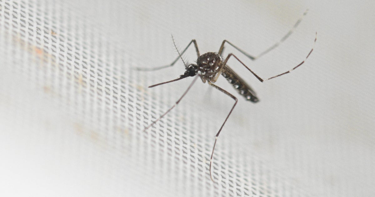 Locally acquired chikungunya virus case confirmed in New York, health officials say. Here's what we know.