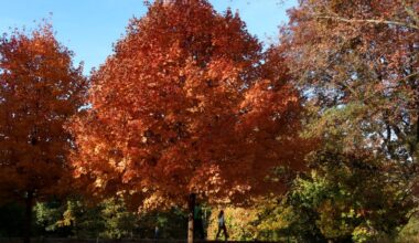 Peep this: NYC and New Jersey are in peak fall foliage mode