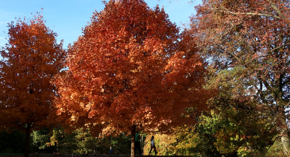 Peep this: NYC and New Jersey are in peak fall foliage mode